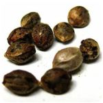 Семена марихуаны АК-47  (Seeds AK-47) в Вельске